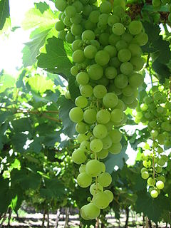 <span class="mw-page-title-main">Torrontés</span> Green grape variety