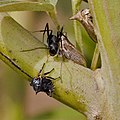 Membracids and Camponotus. Oxyrhachis tarandus used to be the name suggested (no disagreement here)