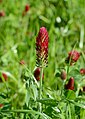 Trifolium incarnatum (Fabaceae) Crimson clover