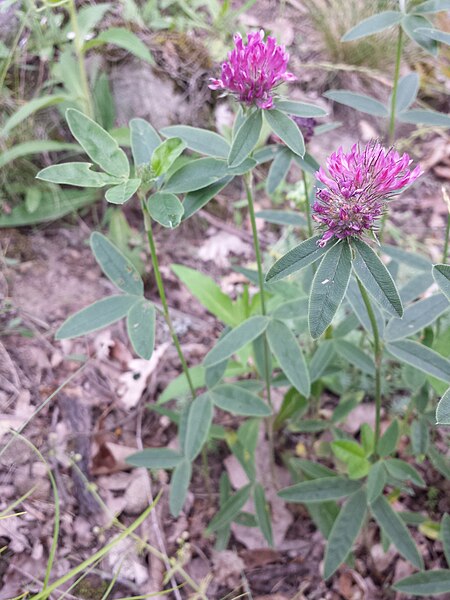 File:Trifolium alpestre sl2.jpg