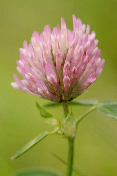 File:Trifolium pratense Paslieres 2013-05-12 n02.jpg