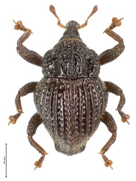 Trigonopterus baliensis