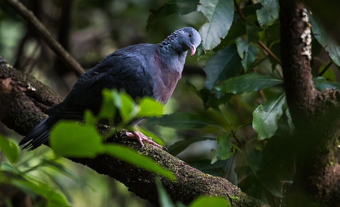 Trocaz pigeon