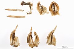 File:Tromikosoma koehleri - ECH-000031 fragm 2.tif (Category:Echinodermata in the Natural History Museum of Denmark)