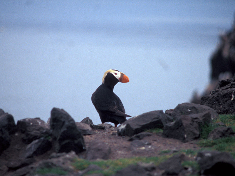 File:Tufted Puffin Bogoslof Island.jpg