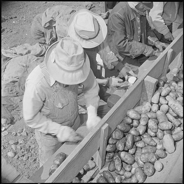 File:Tule Lake Relocation Center, Newell, California. Seed potato cutting at the cutting sheds of the Tu . . . - NARA - 537138.jpg