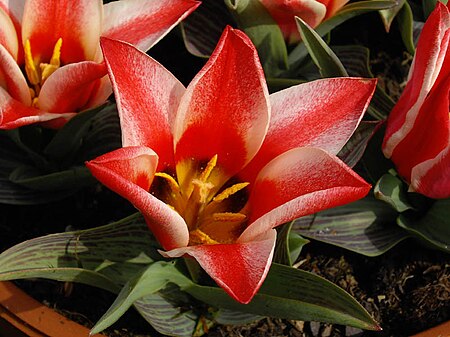 Tulipa greigii