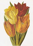 Tulipa scabriscapaの変種