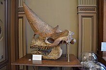 Պատկեր:Tweehoornig_Monster_Van_Fayoum_Teylers_Museum_Haarlem_2019.jpg