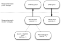 Минијатура за верзију на дан 16:59, 20. децембар 2009.