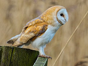 Barnugla (Tyto alba)