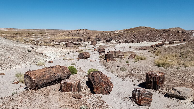 File:USA - Arizona - Petrified Forest National Park - 52978207448.jpg