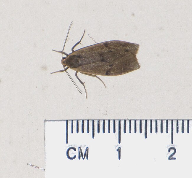 File:Unidentified moth 6396.jpg