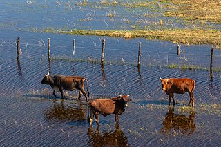 <span class="mw-page-title-main">Tswana cattle</span> Tswana breed of cattle