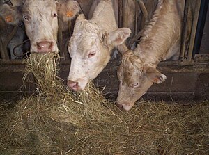 Bos Taurus: Etimología, Taxonomía, Anatomía