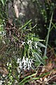 Vanda falcata