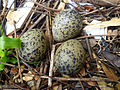 Vanellus chilensis-Huevos.jpg