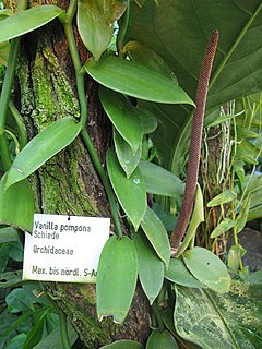 <i>Vanilla pompona</i> Species of orchid