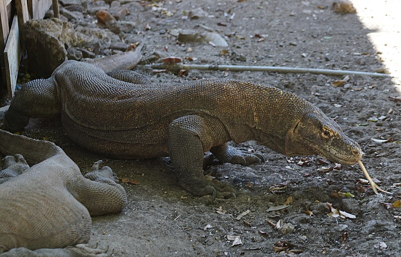 File:Varanus komodoensis (50399013116).jpg