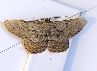 <i>Hypomecis punctinalis</i> Species of moth