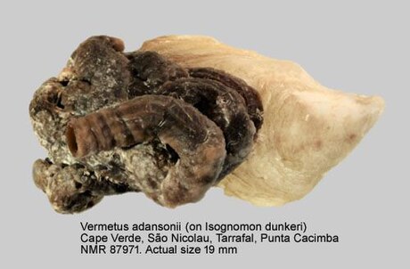 Vermetidae