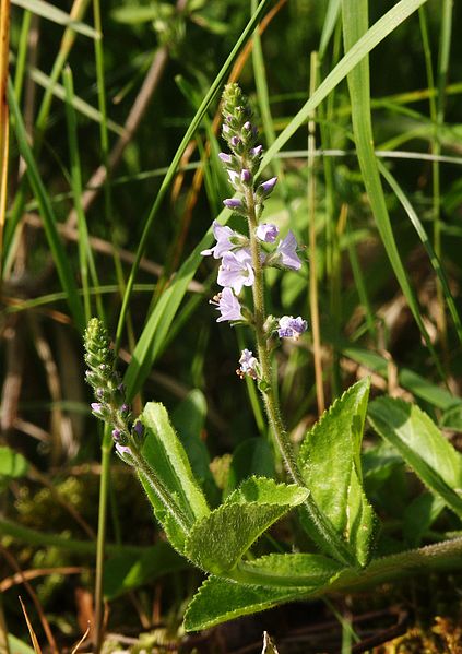 File:Veronica officinalis 100606.jpg