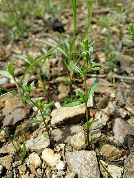 File:Veronica peregrina sl1.jpg