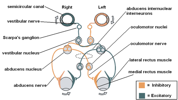 Vestibulo-ocular reflex.