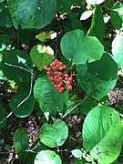 Viburnum lantanoides in September, near Duxbury, Vermont, U.S.A.