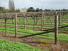 Winter vines with Wynns' in the background Vines near Wynns.JPG