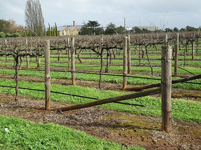Winter vines with Wynns' in the background