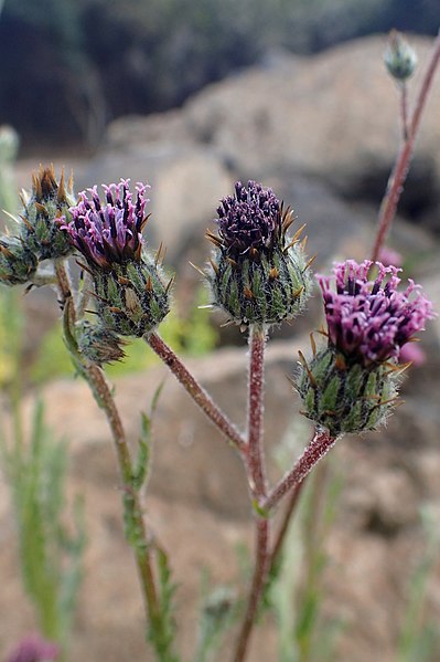 File:Volutaria tubuliflora kz2.jpg