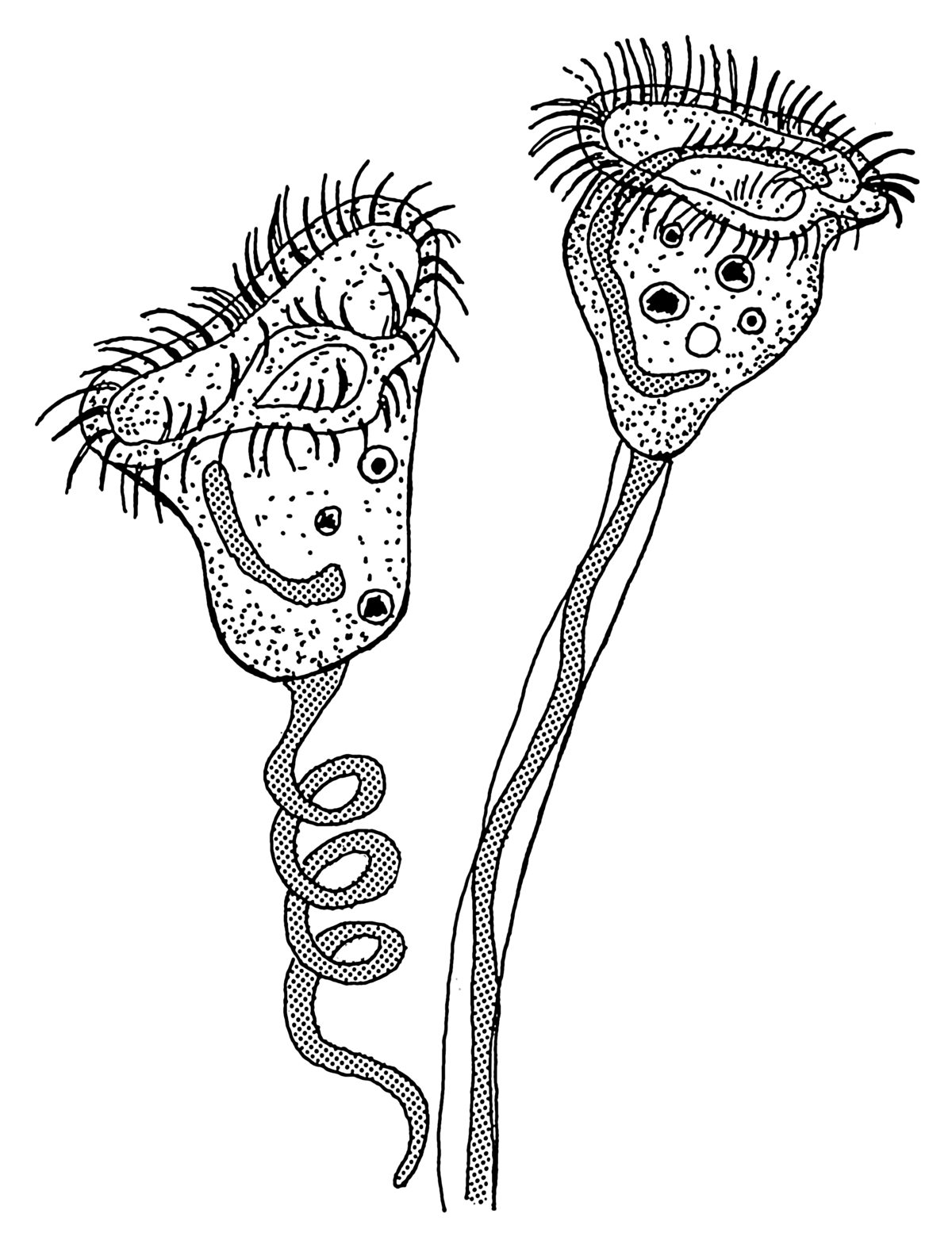 tools 5 drawing Wiktionary Vorticella