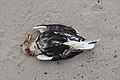 Washed-up dead Great black-backed gull (Larus marinus) on Hoy, Orkney.jpg