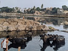 Water buffaloes being washed in the Mutha river of Pune, India Water buffaloes being washed in the Mutha river of Pune in 1986 IMG 20230204 165155.jpg