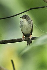 Miniatura para Cisticola lateralis