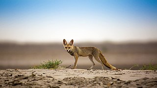 White-footed fox in its Desert Habitat.jpg