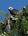 White-tailed Kite and Blue Jay.jpg