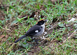 White-winged Brush-Finch, Tandayapa, Ecuador (5771791640).jpg