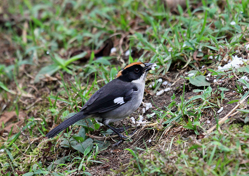 File:White-winged Brush-Finch, Tandayapa, Ecuador (5771791640).jpg