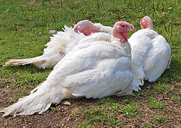 White turkeys.jpg
