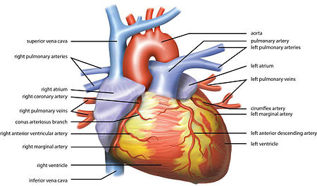 Tập_tin:Wiki_Heart_Antomy_Ties_van_Brussel.jpg