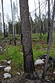 The living side of the cored pine, early summer four years after the fire. The wood inside seems not affected at all by the heat that killed almost half of the tree. The surrounding stumps was trees cut at least two years before the fire.