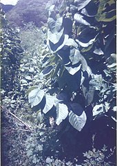 A wild cherimoya plant in Vilcabamba, Ecuador Wild cherimoya plant Vilcabamba Ecuador.jpg