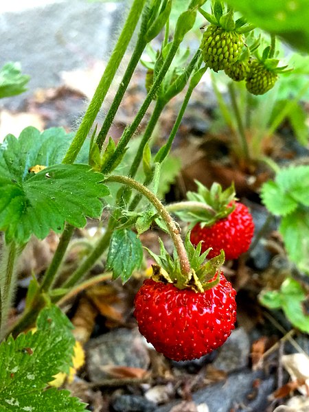 File:Wild strawberries.jpg