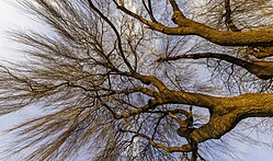 Salgueiro-chorão (Salix × sepulcralis 'Chrysocoma'). A foto foi tirada logo antes do pôr do sol, cerca de um minuto depois, o sol estava abaixo do horizonte - daí a cor avermelhada (definição 3 245 × 5 472)