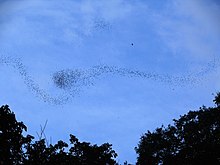 Millions of bats fly out from Deer Cave in the evening to look for food. Wrinkle-lipped Free-tailed Bats (Chaerephon plicatus) out of Deer Cave (6761040201).jpg