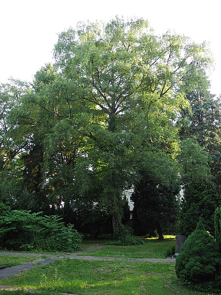 File:Wuppertal, Hochstr., ev.-ref. Friedhof, SO-Bereich, Laubbaum unbekannter Art.jpg