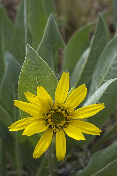 File:Wyethia helenioides.jpg