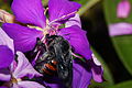Xylocopa frontalis carpenter bee visiting Tibouchina granulosa flower. Photo taken at Ubatuba, SP, Brasil